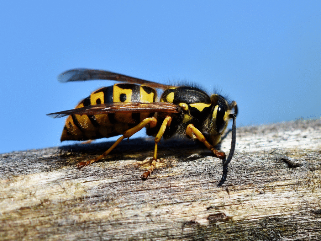 hornet