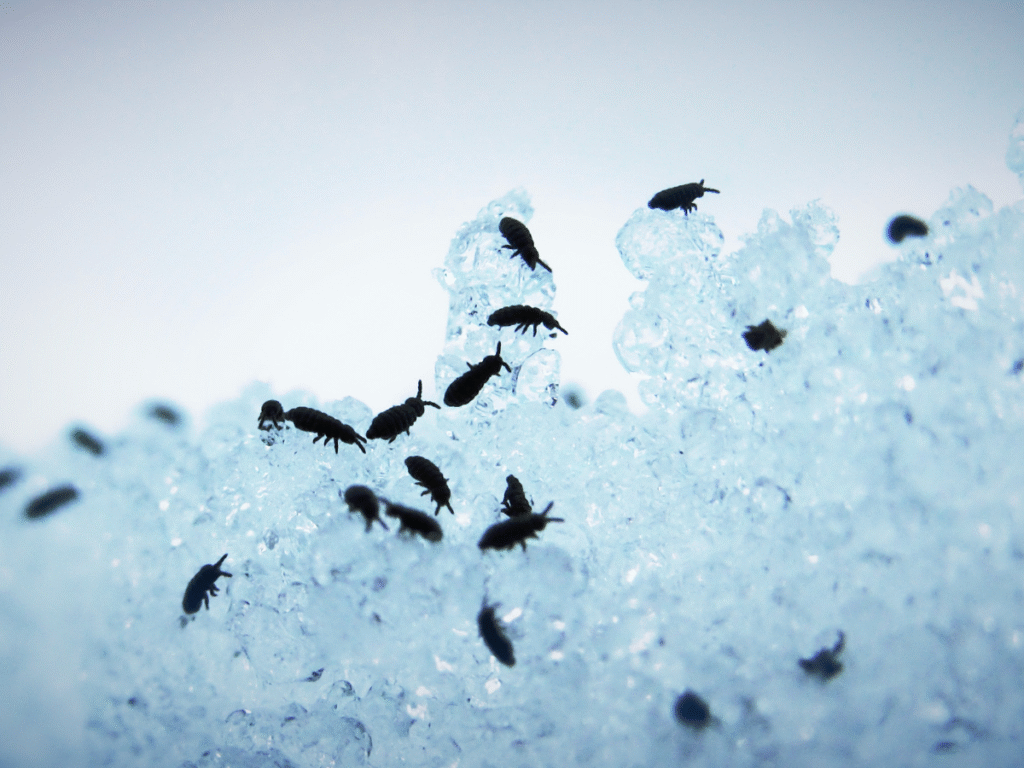 Snow fleas
