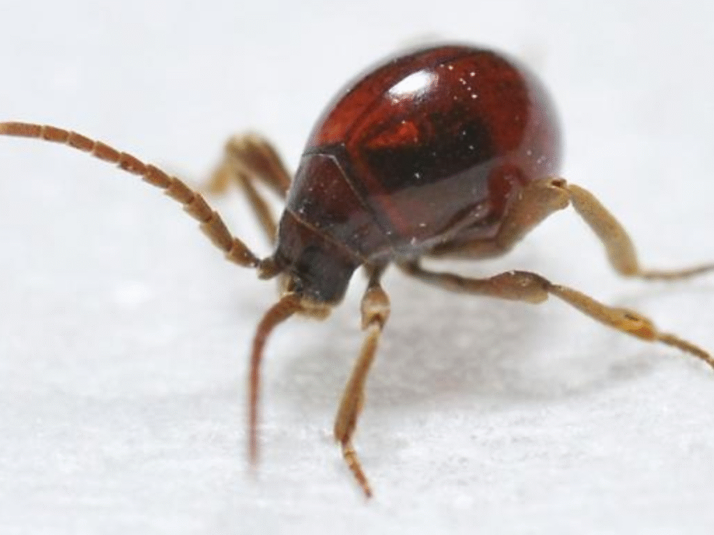 Spider Beetle