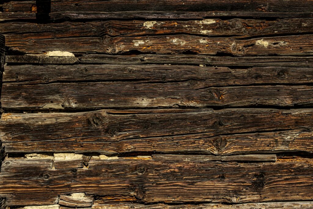 Carpenter Ants vs Termites: Guide on Differences