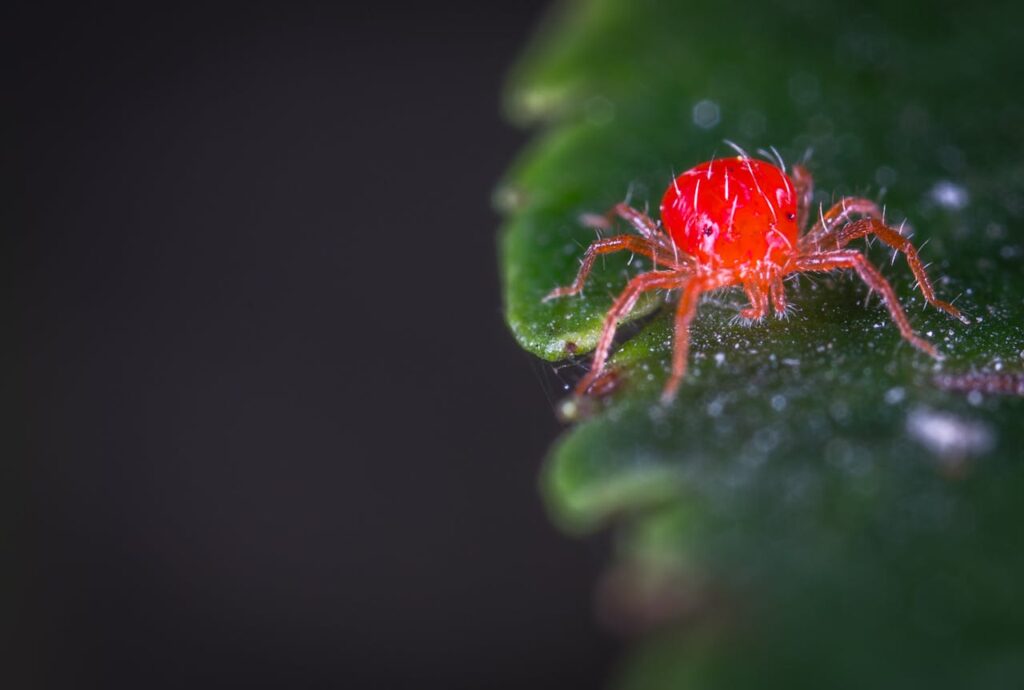 How To Get Rid Of Clover Mites Effectively And Safely