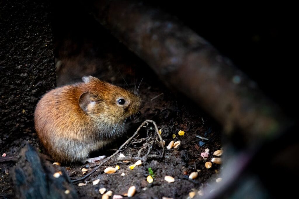 How to Get Rid of Mouse in the House Effectively and Safely