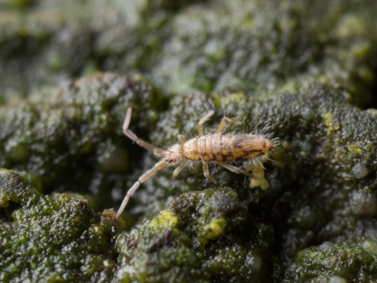 house springtail